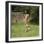 Ginger Kitten Leaping to Catch a Soap Bubble-Mark Taylor-Framed Photographic Print