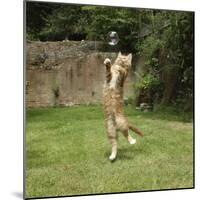 Ginger Kitten Leaping to Catch a Soap Bubble-Mark Taylor-Mounted Photographic Print