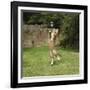 Ginger Kitten Leaping to Catch a Soap Bubble-Mark Taylor-Framed Photographic Print