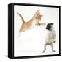 Ginger Kitten Leaping Towards a Pug Puppy-Mark Taylor-Framed Stretched Canvas
