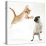 Ginger Kitten Leaping Towards a Pug Puppy-Mark Taylor-Stretched Canvas