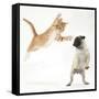 Ginger Kitten Leaping Towards a Pug Puppy-Mark Taylor-Framed Stretched Canvas