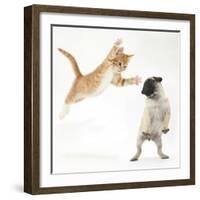 Ginger Kitten Leaping Towards a Pug Puppy-Mark Taylor-Framed Photographic Print