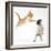 Ginger Kitten Leaping Towards a Pug Puppy-Mark Taylor-Framed Photographic Print