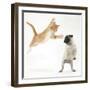 Ginger Kitten Leaping Towards a Pug Puppy-Mark Taylor-Framed Photographic Print