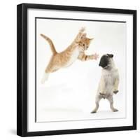 Ginger Kitten Leaping Towards a Pug Puppy-Mark Taylor-Framed Photographic Print