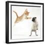 Ginger Kitten Leaping Towards a Pug Puppy-Mark Taylor-Framed Photographic Print