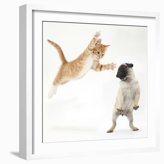 Ginger Kitten Leaping Towards a Pug Puppy-Mark Taylor-Framed Photographic Print