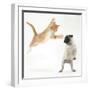 Ginger Kitten Leaping Towards a Pug Puppy-Mark Taylor-Framed Photographic Print