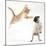 Ginger Kitten Leaping Towards a Pug Puppy-Mark Taylor-Mounted Photographic Print