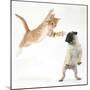 Ginger Kitten Leaping Towards a Pug Puppy-Mark Taylor-Mounted Photographic Print