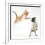 Ginger Kitten Leaping Towards a Pug Puppy-Mark Taylor-Framed Photographic Print