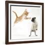 Ginger Kitten Leaping Towards a Pug Puppy-Mark Taylor-Framed Photographic Print