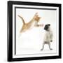 Ginger Kitten Leaping Towards a Pug Puppy-Mark Taylor-Framed Photographic Print