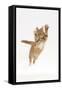 Ginger Kitten Leaping with Legs and Claws Outstretched-Mark Taylor-Framed Stretched Canvas