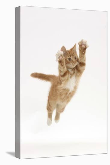 Ginger Kitten Leaping with Legs and Claws Outstretched-Mark Taylor-Stretched Canvas