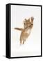 Ginger Kitten Leaping with Legs and Claws Outstretched-Mark Taylor-Framed Stretched Canvas