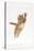 Ginger Kitten Leaping with Legs and Claws Outstretched-Mark Taylor-Stretched Canvas