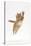 Ginger Kitten Leaping with Legs and Claws Outstretched-Mark Taylor-Stretched Canvas