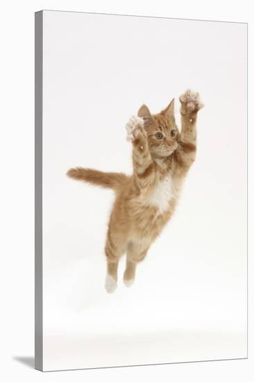 Ginger Kitten Leaping with Legs and Claws Outstretched-Mark Taylor-Stretched Canvas