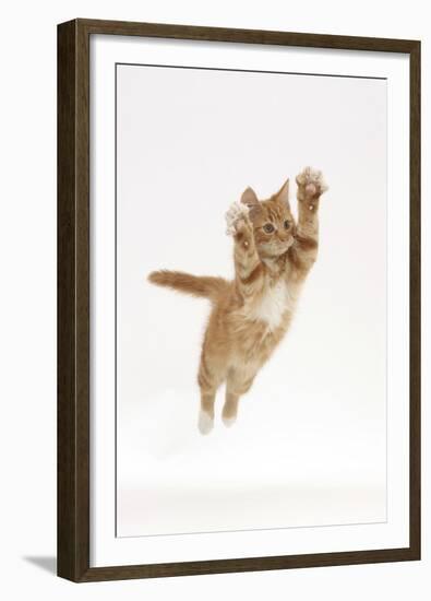 Ginger Kitten Leaping with Legs and Claws Outstretched-Mark Taylor-Framed Premium Photographic Print