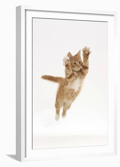 Ginger Kitten Leaping with Legs and Claws Outstretched-Mark Taylor-Framed Premium Photographic Print