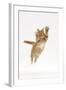 Ginger Kitten Leaping with Legs and Claws Outstretched-Mark Taylor-Framed Photographic Print