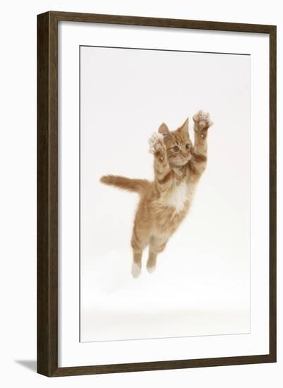 Ginger Kitten Leaping with Legs and Claws Outstretched-Mark Taylor-Framed Photographic Print