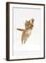 Ginger Kitten Leaping with Legs and Claws Outstretched-Mark Taylor-Framed Photographic Print