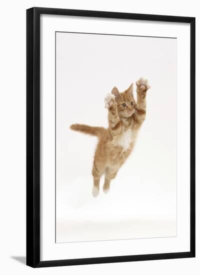 Ginger Kitten Leaping with Legs and Claws Outstretched-Mark Taylor-Framed Photographic Print