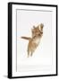 Ginger Kitten Leaping with Legs and Claws Outstretched-Mark Taylor-Framed Photographic Print