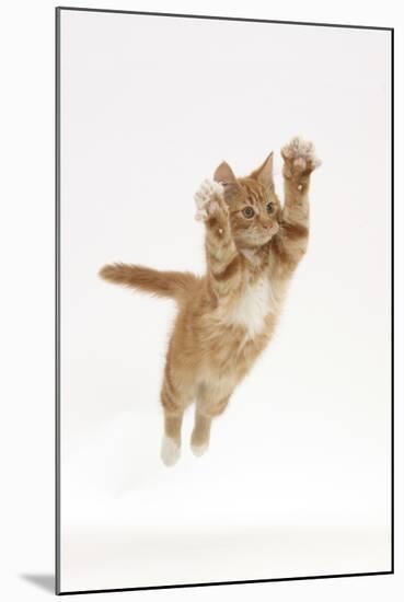 Ginger Kitten Leaping with Legs and Claws Outstretched-Mark Taylor-Mounted Photographic Print