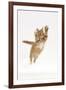 Ginger Kitten Leaping with Legs and Claws Outstretched-Mark Taylor-Framed Photographic Print