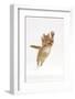 Ginger Kitten Leaping with Legs and Claws Outstretched-Mark Taylor-Framed Photographic Print