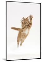 Ginger Kitten Leaping with Legs and Claws Outstretched-Mark Taylor-Mounted Photographic Print