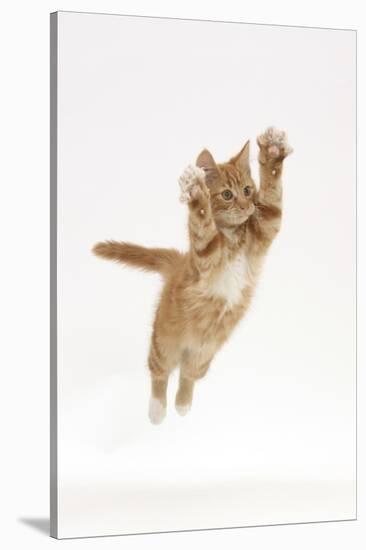 Ginger Kitten Leaping with Legs and Claws Outstretched-Mark Taylor-Stretched Canvas