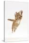 Ginger Kitten Leaping with Legs and Claws Outstretched-Mark Taylor-Stretched Canvas