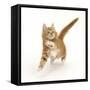 Ginger Kitten Leaping with Legs Outstretched-Mark Taylor-Framed Stretched Canvas