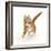 Ginger Kitten Leaping with Legs Outstretched-Mark Taylor-Framed Photographic Print