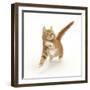 Ginger Kitten Leaping with Legs Outstretched-Mark Taylor-Framed Photographic Print