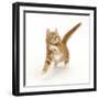 Ginger Kitten Leaping with Legs Outstretched-Mark Taylor-Framed Photographic Print