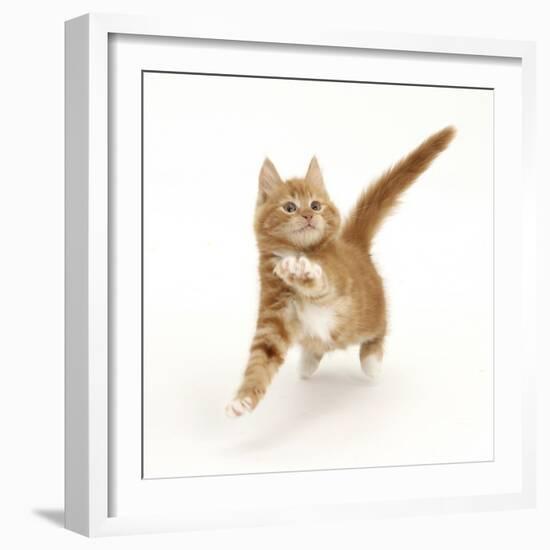 Ginger Kitten Leaping with Legs Outstretched-Mark Taylor-Framed Photographic Print