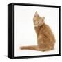 Ginger Kitten, Looking over His Shoulder-Mark Taylor-Framed Stretched Canvas