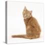 Ginger Kitten, Looking over His Shoulder-Mark Taylor-Stretched Canvas