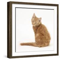 Ginger Kitten, Looking over His Shoulder-Mark Taylor-Framed Photographic Print