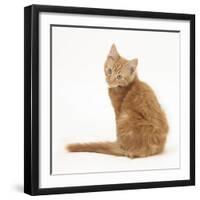 Ginger Kitten, Looking over His Shoulder-Mark Taylor-Framed Photographic Print