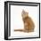 Ginger Kitten, Looking over His Shoulder-Mark Taylor-Framed Photographic Print