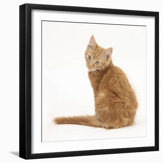 Ginger Kitten, Looking over His Shoulder-Mark Taylor-Framed Photographic Print