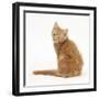 Ginger Kitten, Looking over His Shoulder-Mark Taylor-Framed Photographic Print