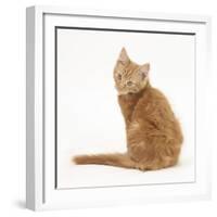 Ginger Kitten, Looking over His Shoulder-Mark Taylor-Framed Photographic Print